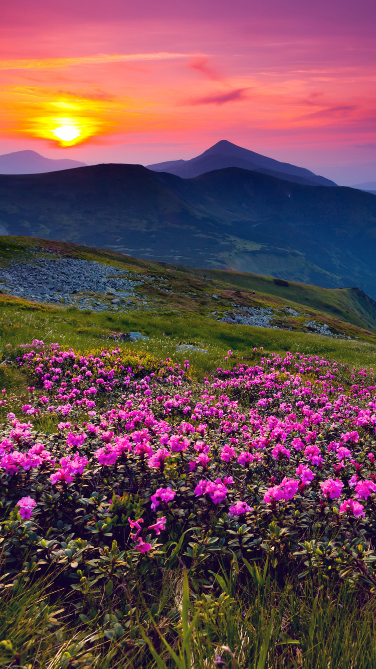 Purple Flower Field Near Mountain During Daytime. Wallpaper in 750x1334 Resolution