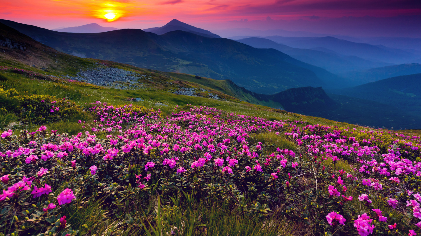 Champ de Fleurs Violettes Près de la Montagne Pendant la Journée. Wallpaper in 1366x768 Resolution