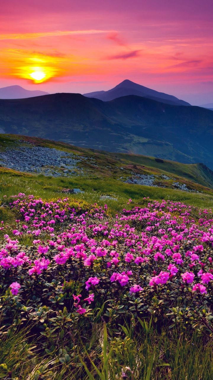 Champ de Fleurs Violettes Près de la Montagne Pendant la Journée. Wallpaper in 720x1280 Resolution