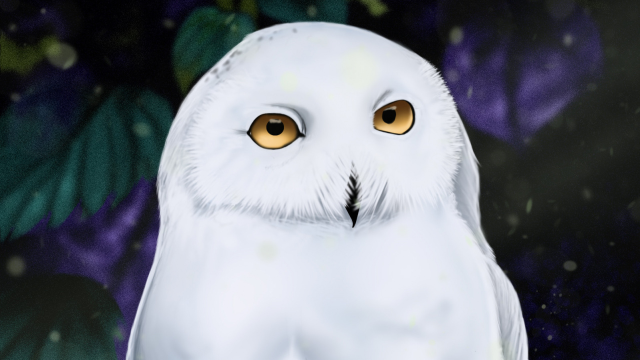 White Owl on Green Grass. Wallpaper in 1280x720 Resolution