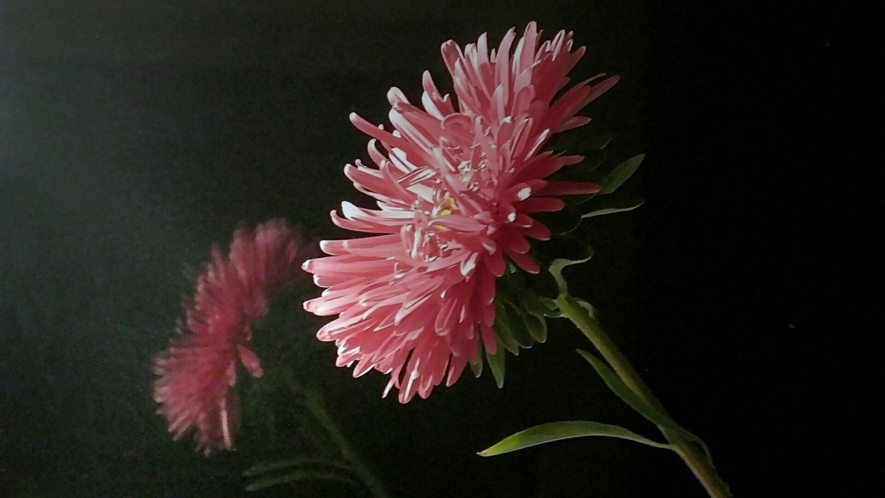 Pink Flower in Close up Photography. Wallpaper in 1280x720 Resolution