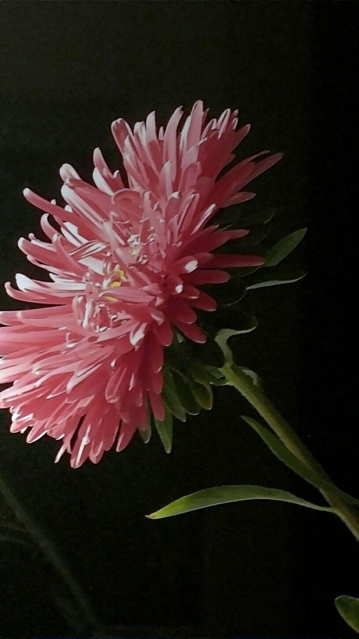 显花植物, 粉红色, 菌群, 植物干, 小指 壁纸 720x1280 允许