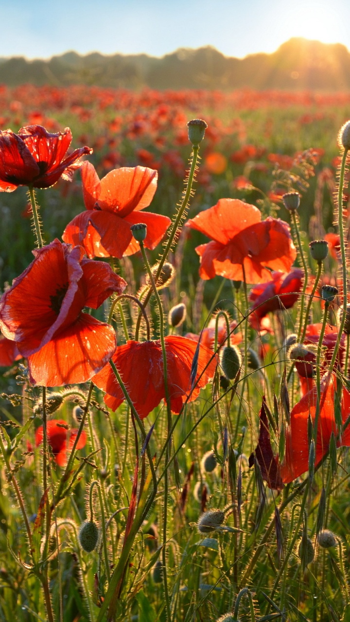 Fleurs Rouges Sur Terrain D'herbe Verte Pendant la Journée. Wallpaper in 720x1280 Resolution