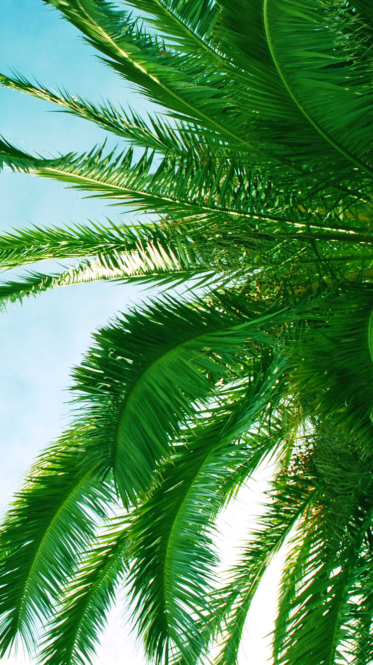 Green Palm Tree Under Blue Sky During Daytime. Wallpaper in 750x1334 Resolution