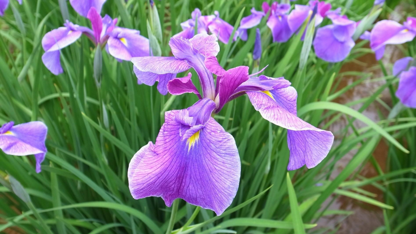 Lila Blume in Makroaufnahme. Wallpaper in 1366x768 Resolution