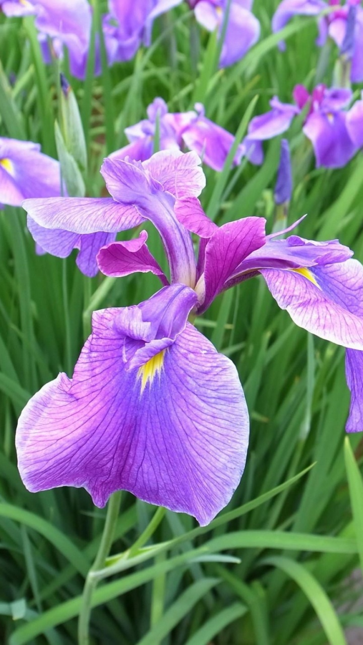 Lila Blume in Makroaufnahme. Wallpaper in 720x1280 Resolution