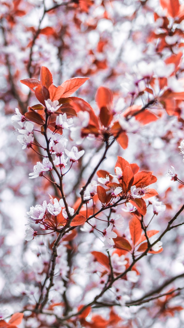 Orange Leaves on Tree Branch. Wallpaper in 720x1280 Resolution