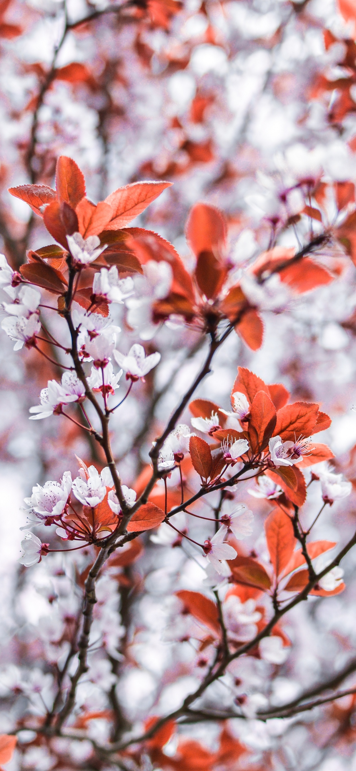 Feuilles D'oranger Sur Une Branche D'arbre. Wallpaper in 1242x2688 Resolution