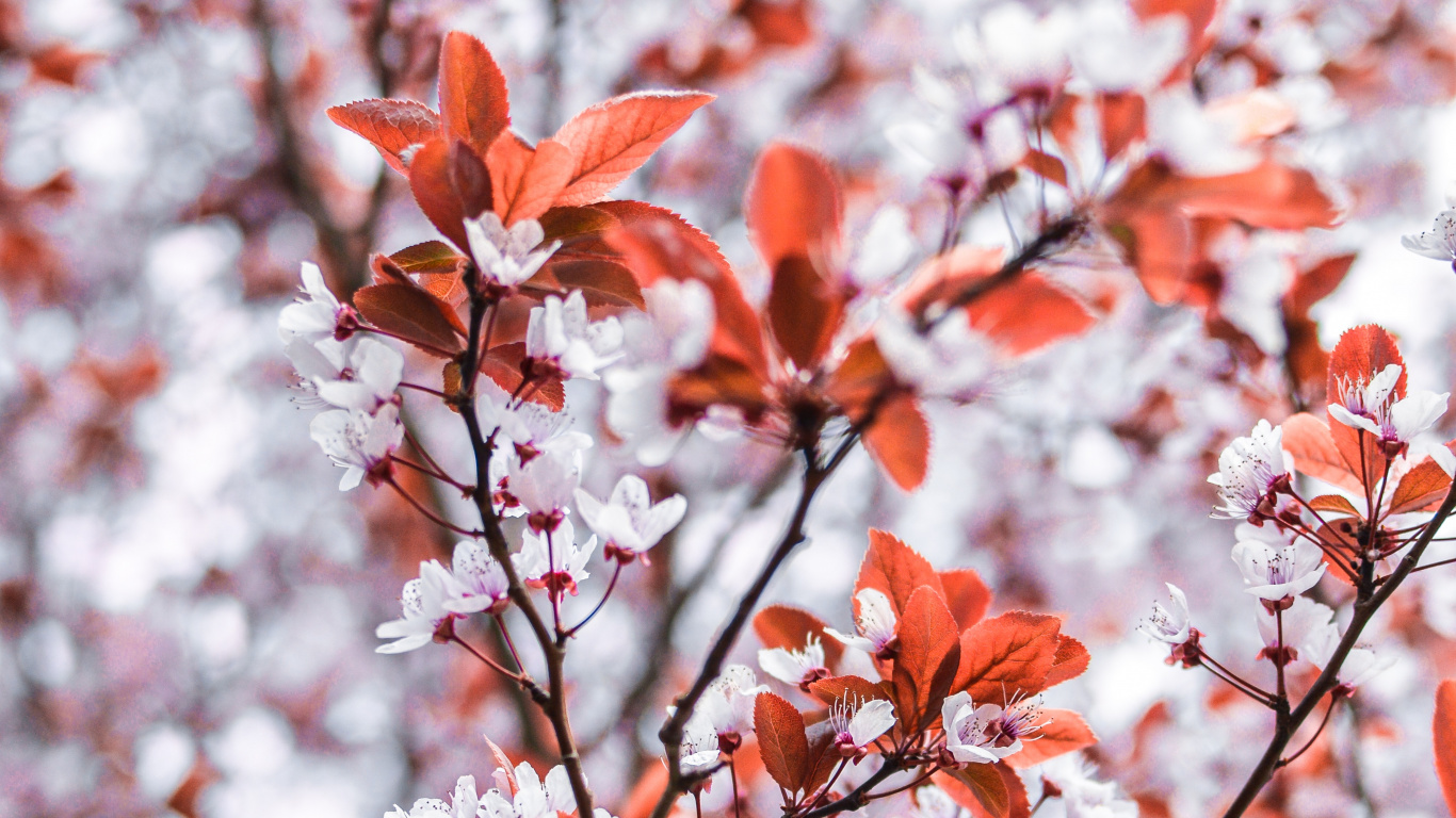 Feuilles D'oranger Sur Une Branche D'arbre. Wallpaper in 1366x768 Resolution