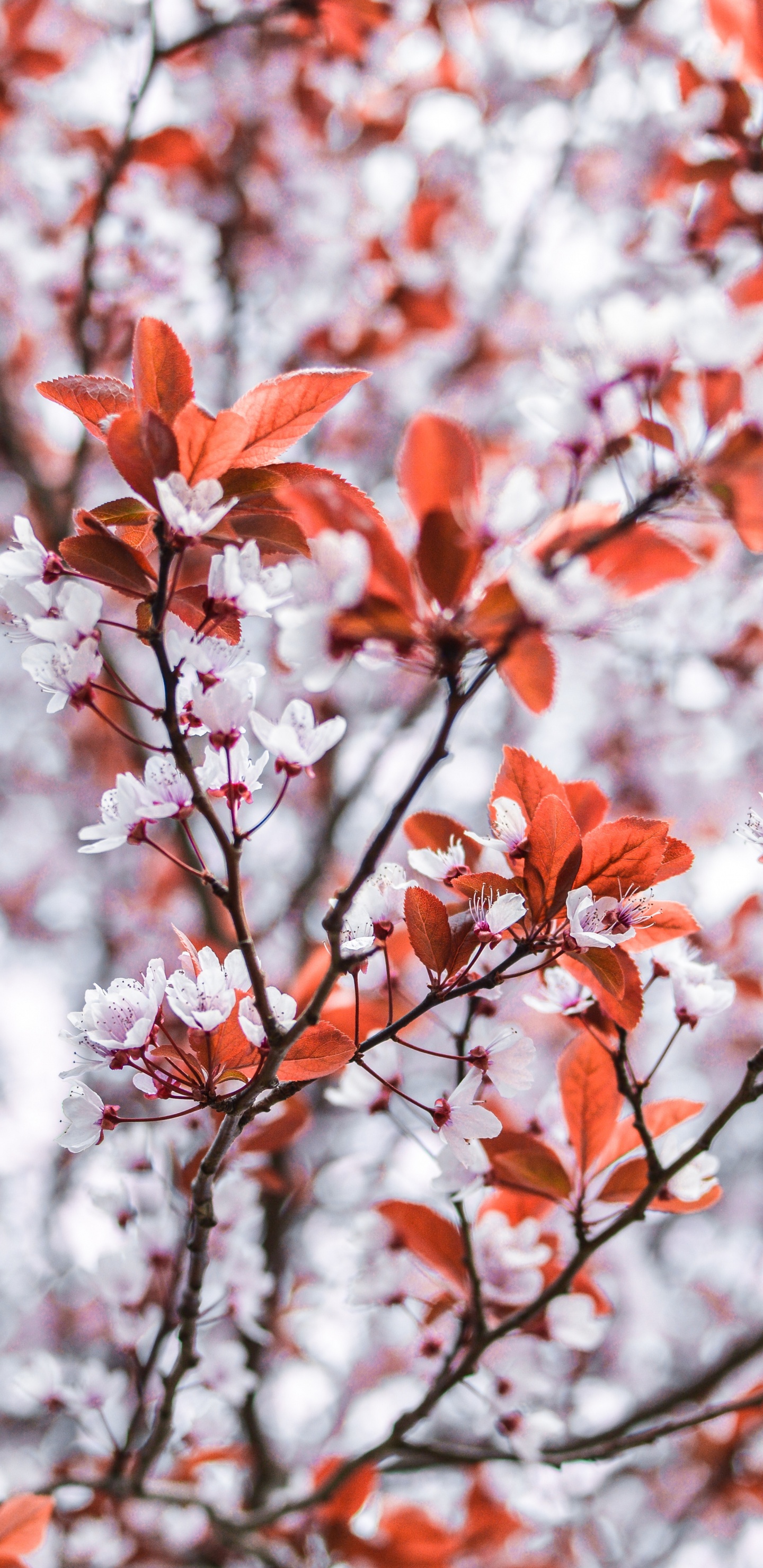 Feuilles D'oranger Sur Une Branche D'arbre. Wallpaper in 1440x2960 Resolution
