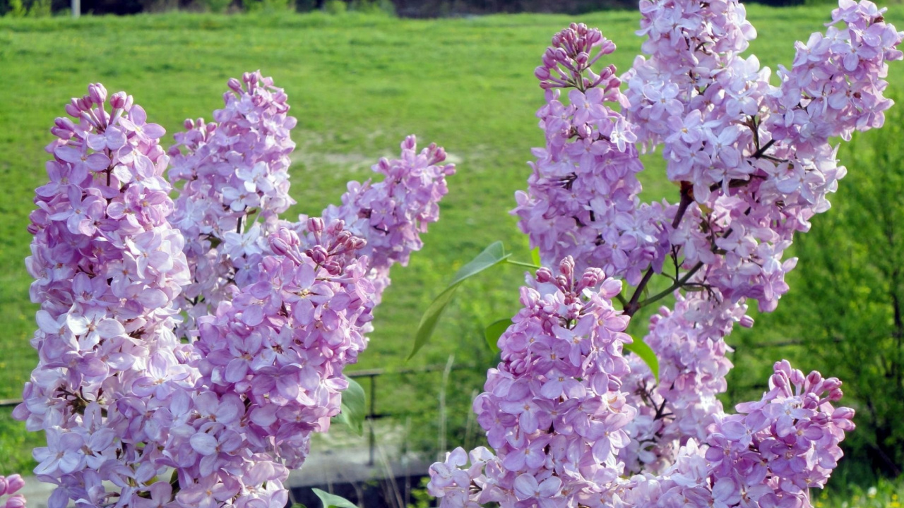 Purple Flowers on Green Grass Field During Daytime. Wallpaper in 1280x720 Resolution