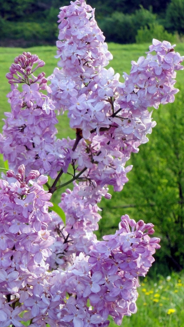 Purple Flowers on Green Grass Field During Daytime. Wallpaper in 720x1280 Resolution