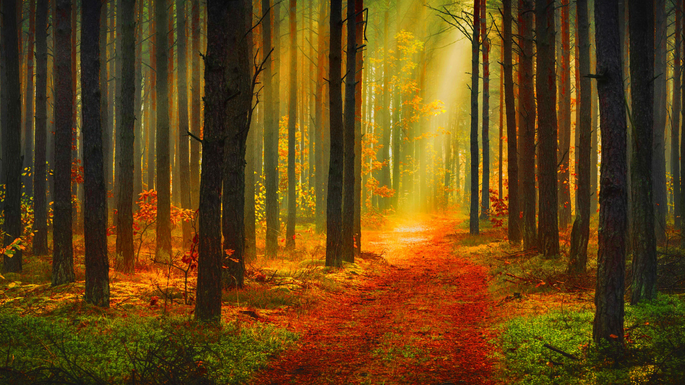 Brown Trees With Red Leaves on Ground. Wallpaper in 1366x768 Resolution