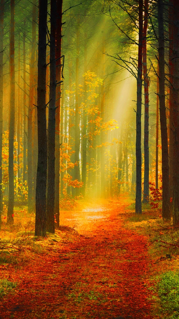 Arbres Bruns Avec Des Feuilles Rouges Sur le Sol. Wallpaper in 720x1280 Resolution