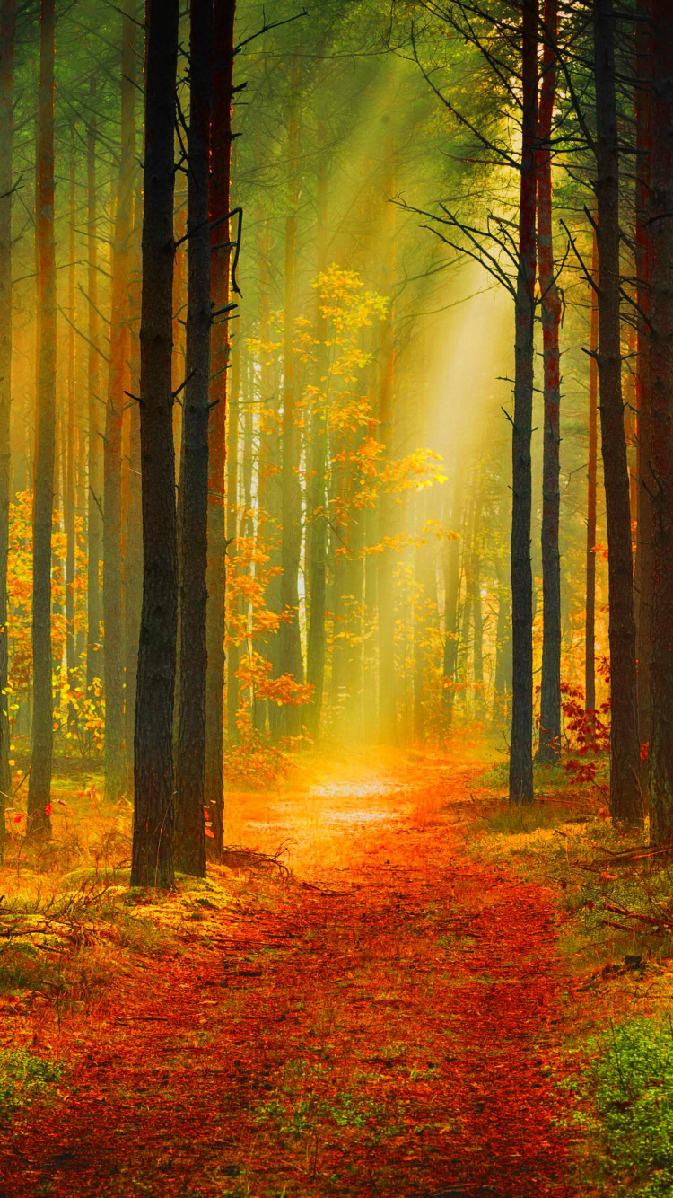 Arbres Bruns Avec Des Feuilles Rouges Sur le Sol. Wallpaper in 750x1334 Resolution