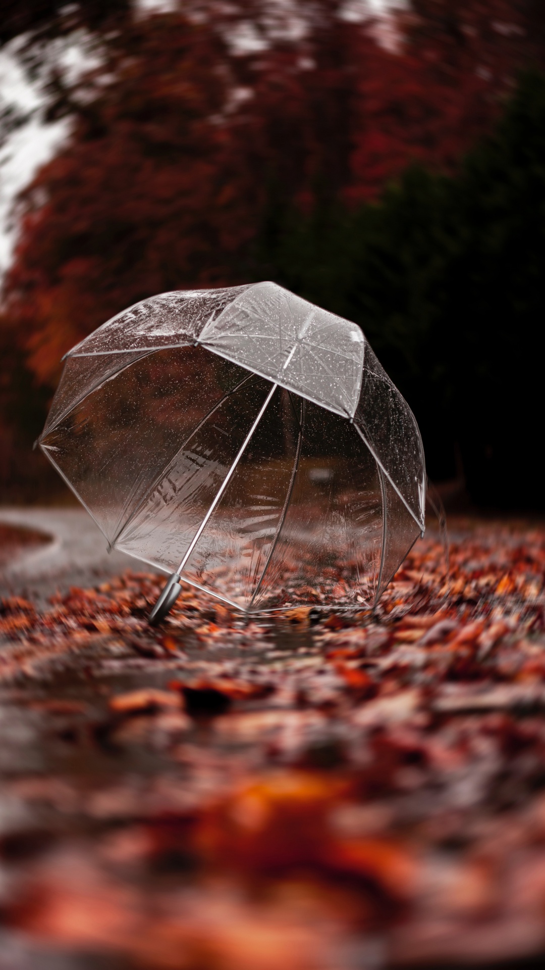 Schwarzer Regenschirm Auf Braunen Blättern. Wallpaper in 1080x1920 Resolution