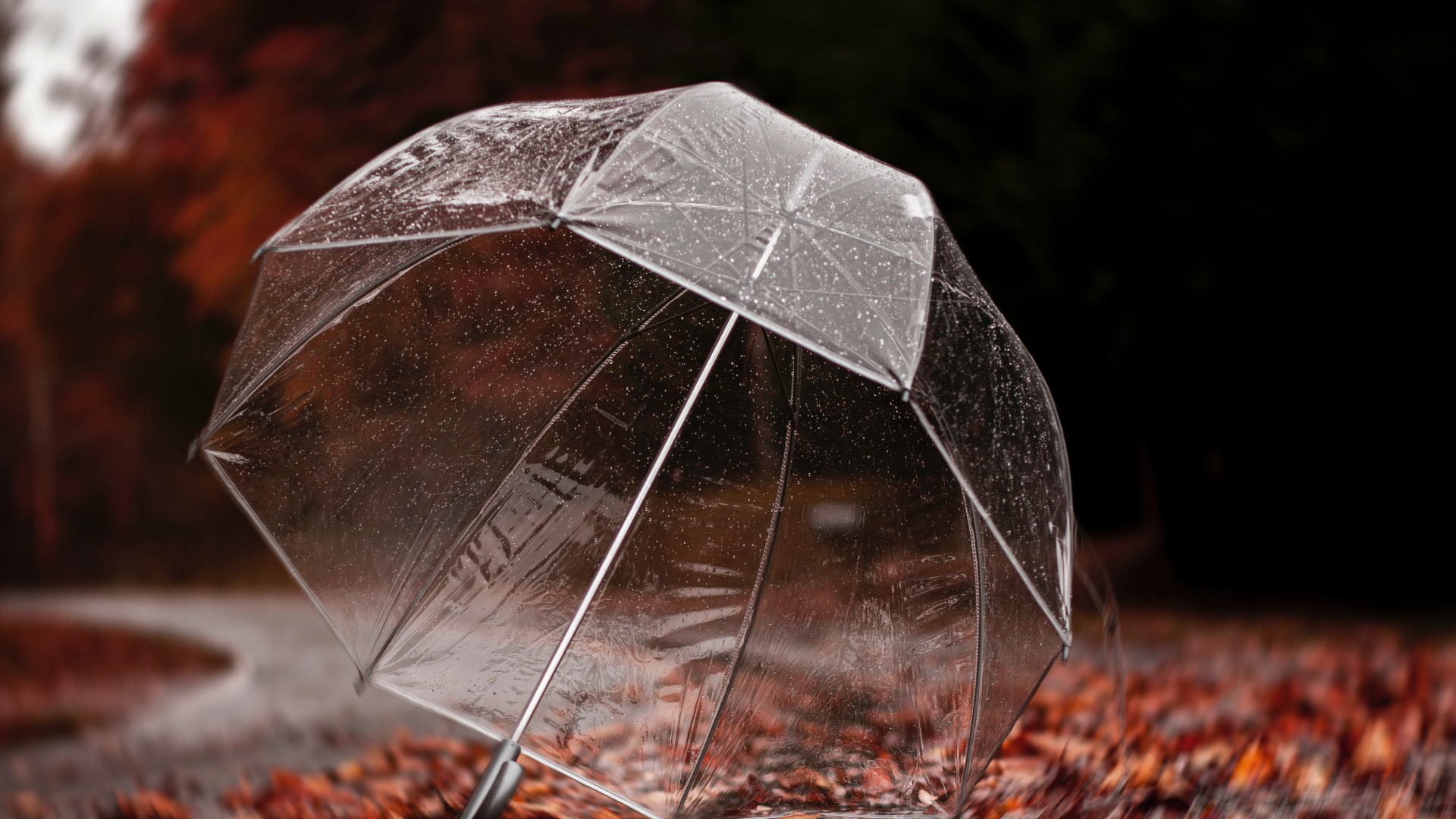 Parapluie Noir Sur Feuilles Brunes. Wallpaper in 1920x1080 Resolution