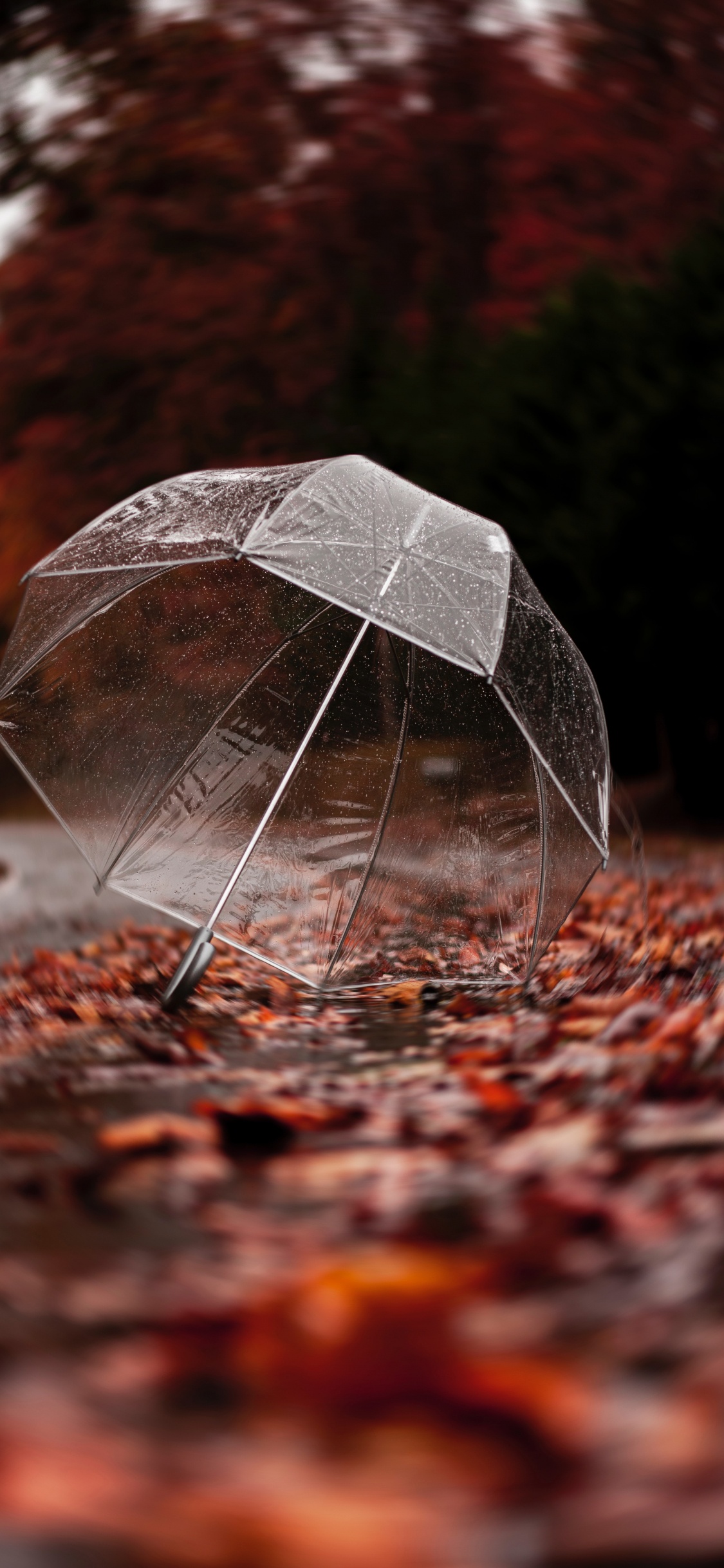 Black Umbrella on Brown Leaves. Wallpaper in 1125x2436 Resolution