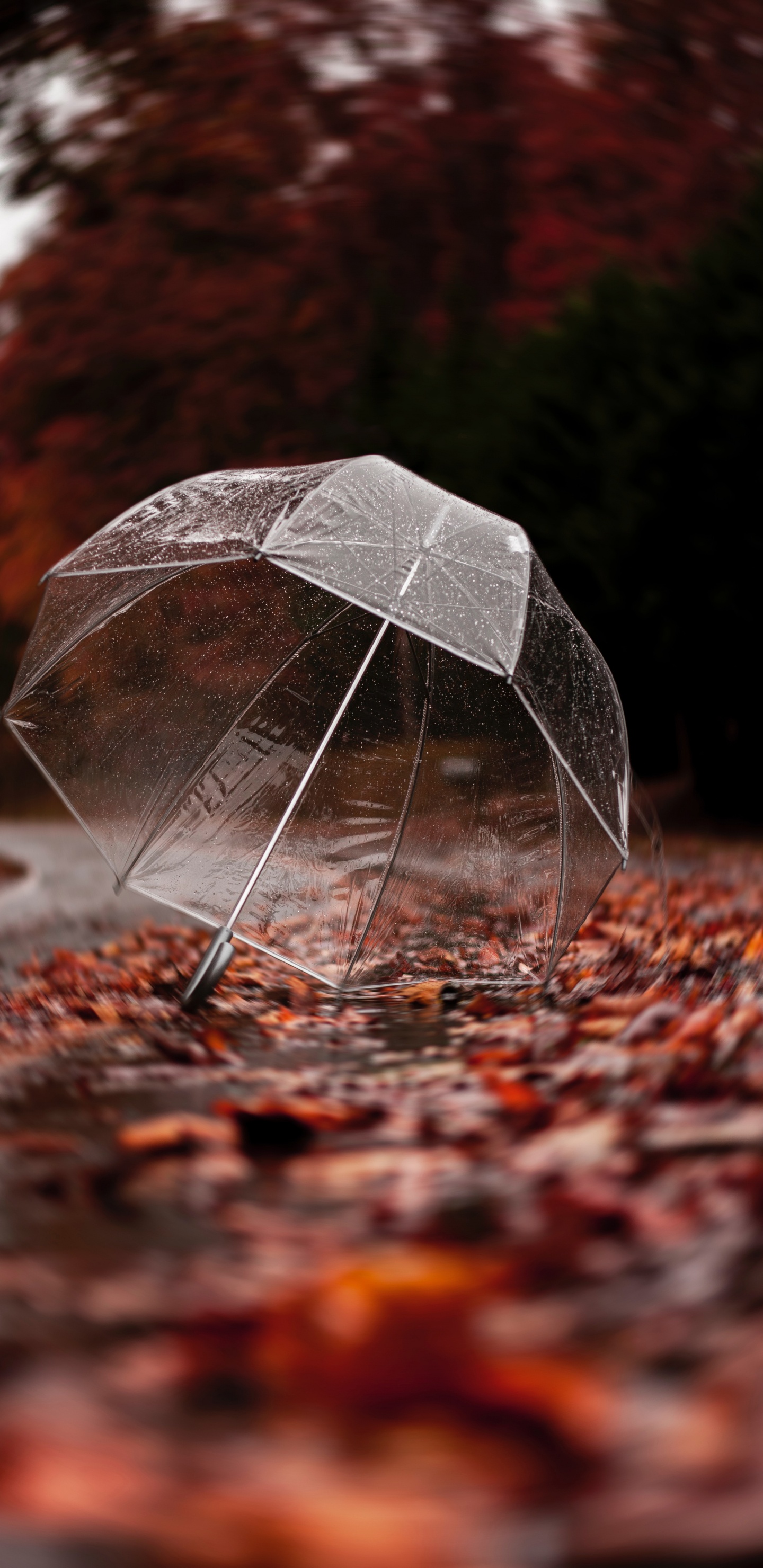 Black Umbrella on Brown Leaves. Wallpaper in 1440x2960 Resolution