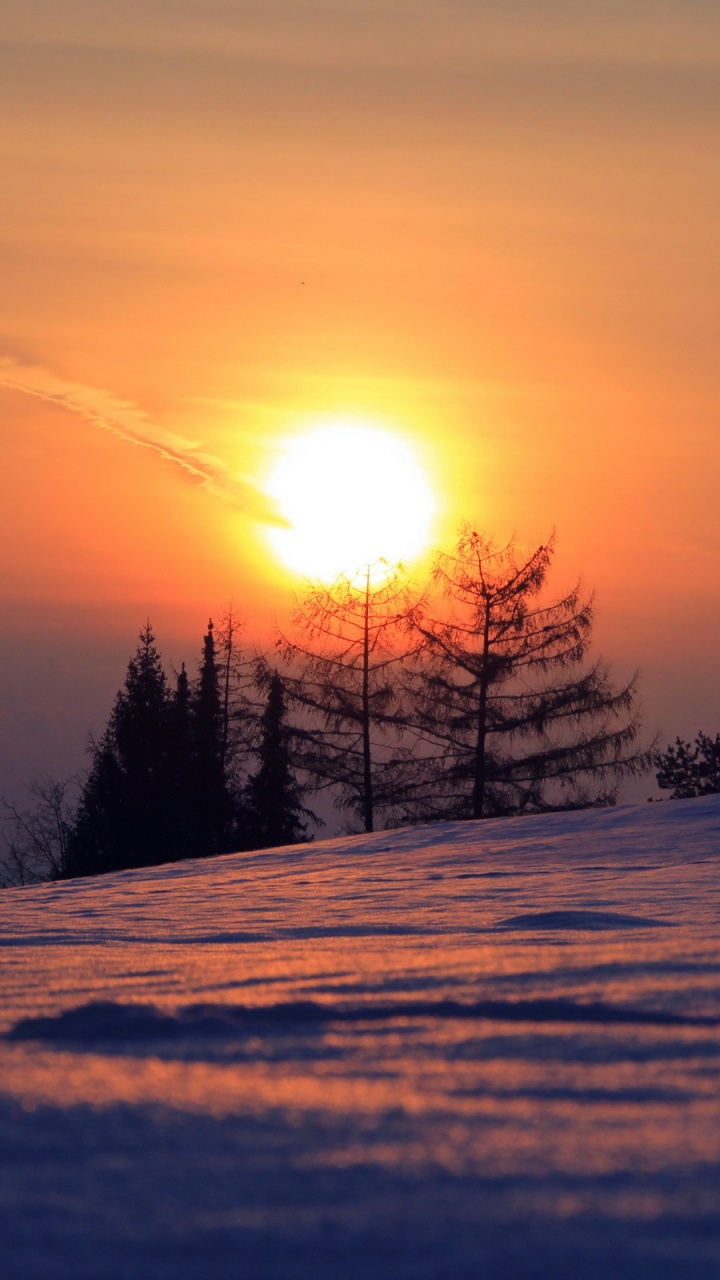 Bäume Auf Schneebedecktem Boden Bei Sonnenaufgang. Wallpaper in 720x1280 Resolution