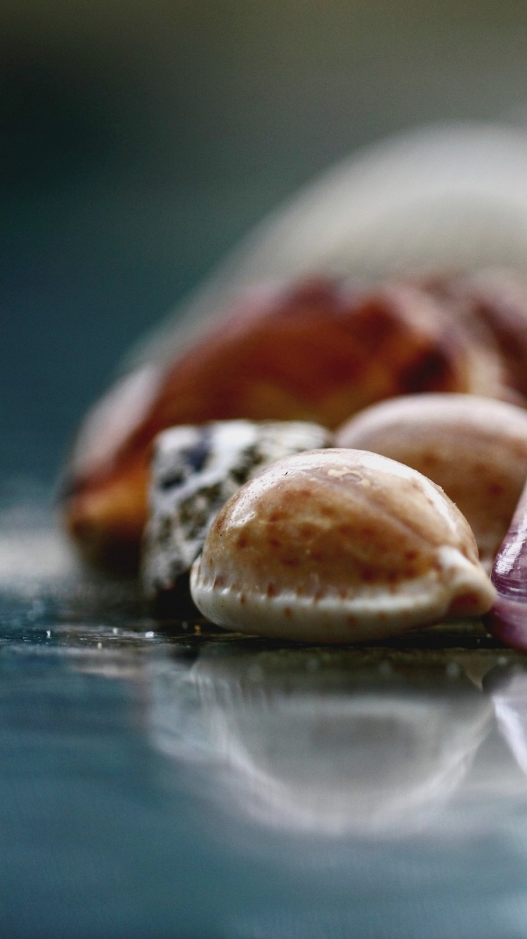 Braune Und Weiße Muscheln Auf Klarglastisch. Wallpaper in 750x1334 Resolution