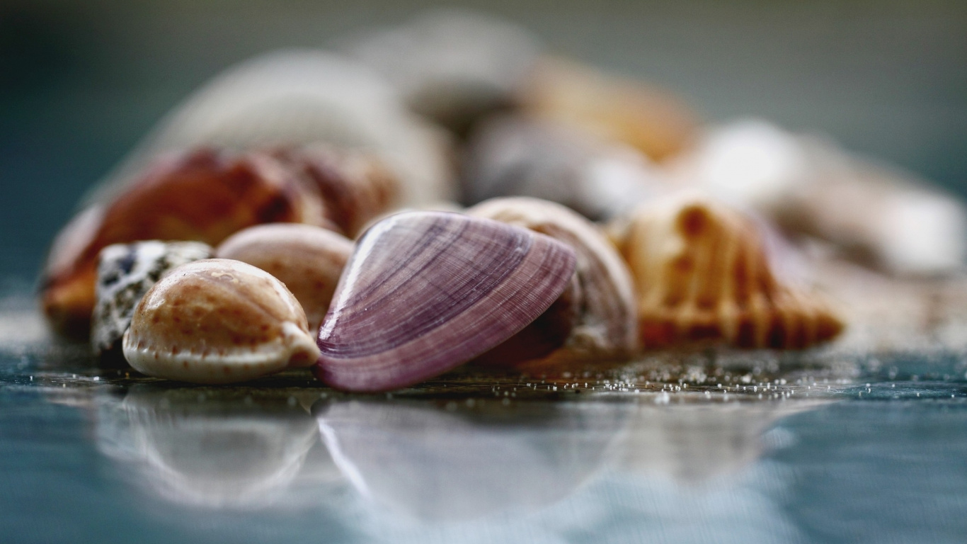 Brown and White Seashells on Clear Glass Table. Wallpaper in 1366x768 Resolution