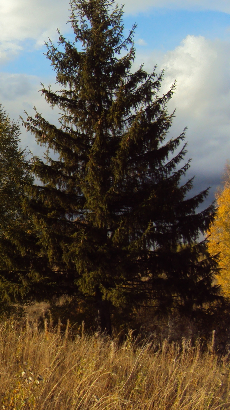 Árboles Verdes Bajo Nubes Blancas y Cielo Azul Durante el Día. Wallpaper in 750x1334 Resolution