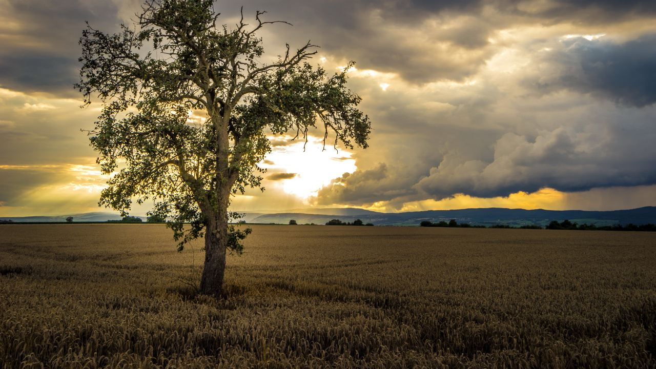 Green Tree on Brown Grass Field Under Cloudy Sky During Daytime. Wallpaper in 1280x720 Resolution