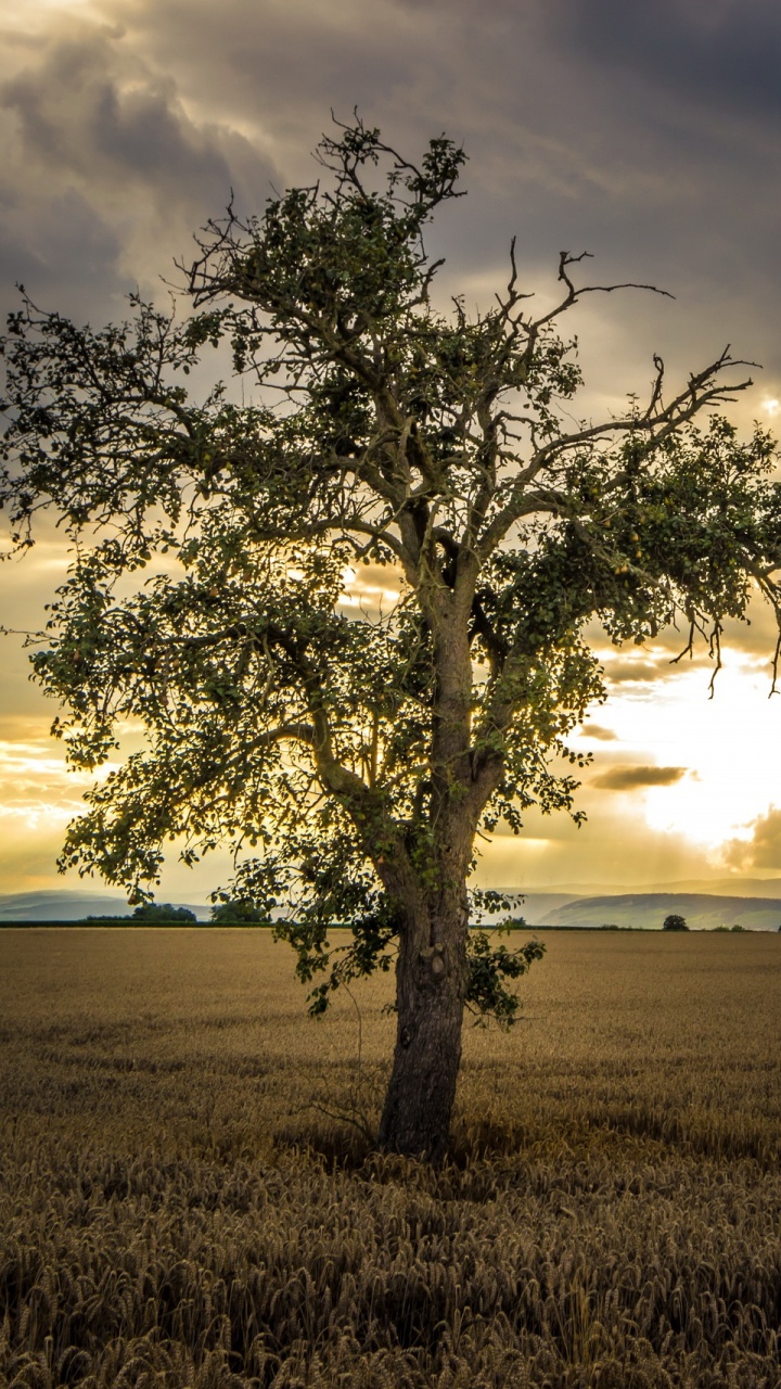 Green Tree on Brown Grass Field Under Cloudy Sky During Daytime. Wallpaper in 720x1280 Resolution
