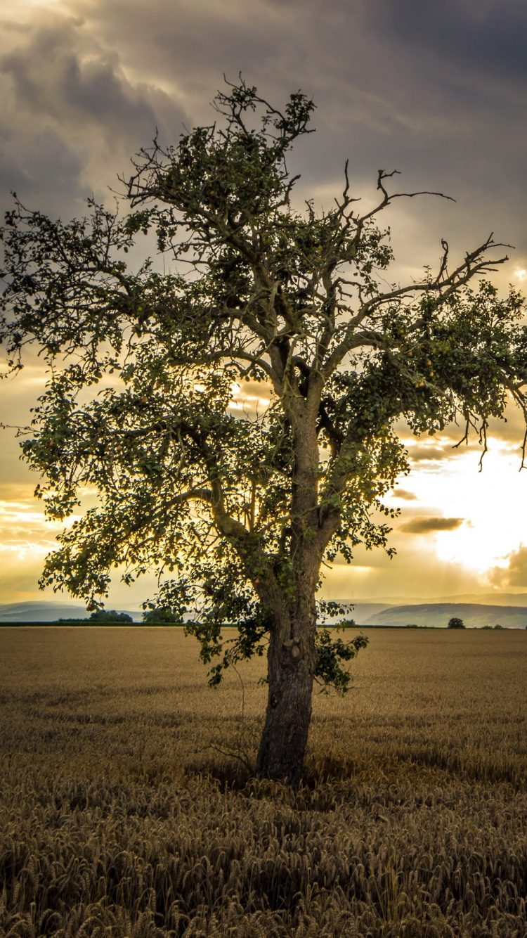 Green Tree on Brown Grass Field Under Cloudy Sky During Daytime. Wallpaper in 750x1334 Resolution