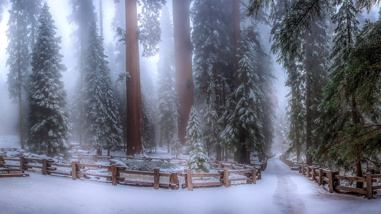 冬天, 森林, 冻结, 大峡谷国家公园, 公园 壁纸 1280x720 允许