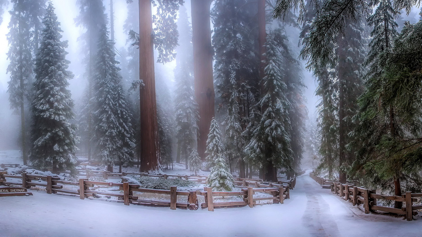 冬天, 森林, 冻结, 大峡谷国家公园, 公园 壁纸 1366x768 允许