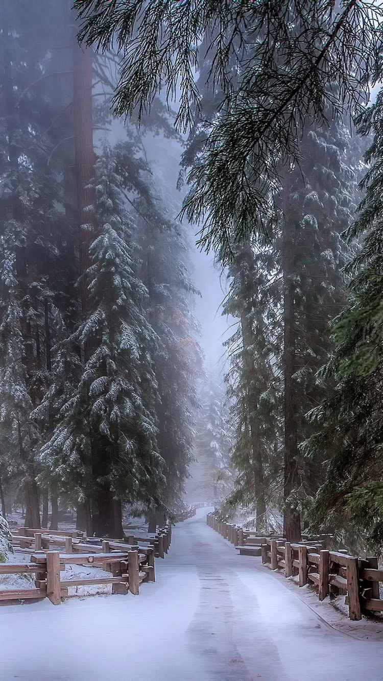冬天, 森林, 冻结, 大峡谷国家公园, 公园 壁纸 750x1334 允许