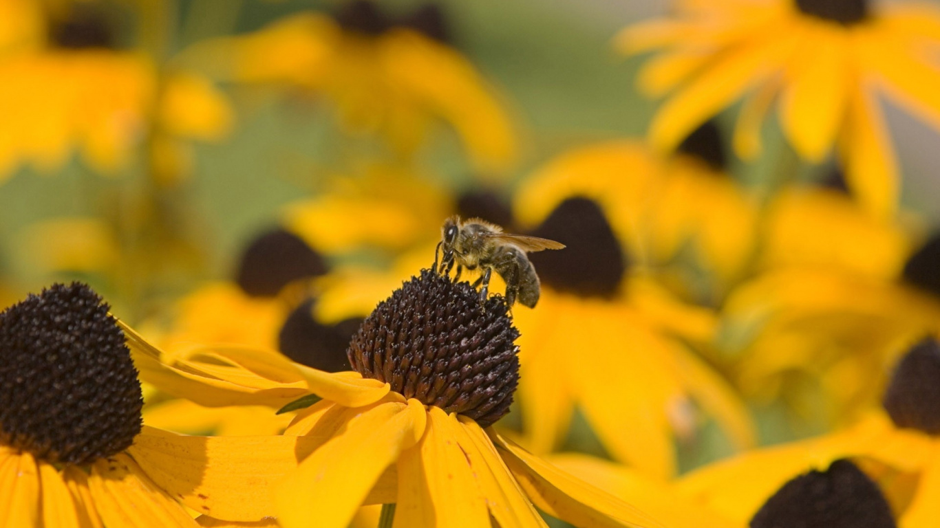 Yellow and Black Bee on Yellow Flower. Wallpaper in 1366x768 Resolution