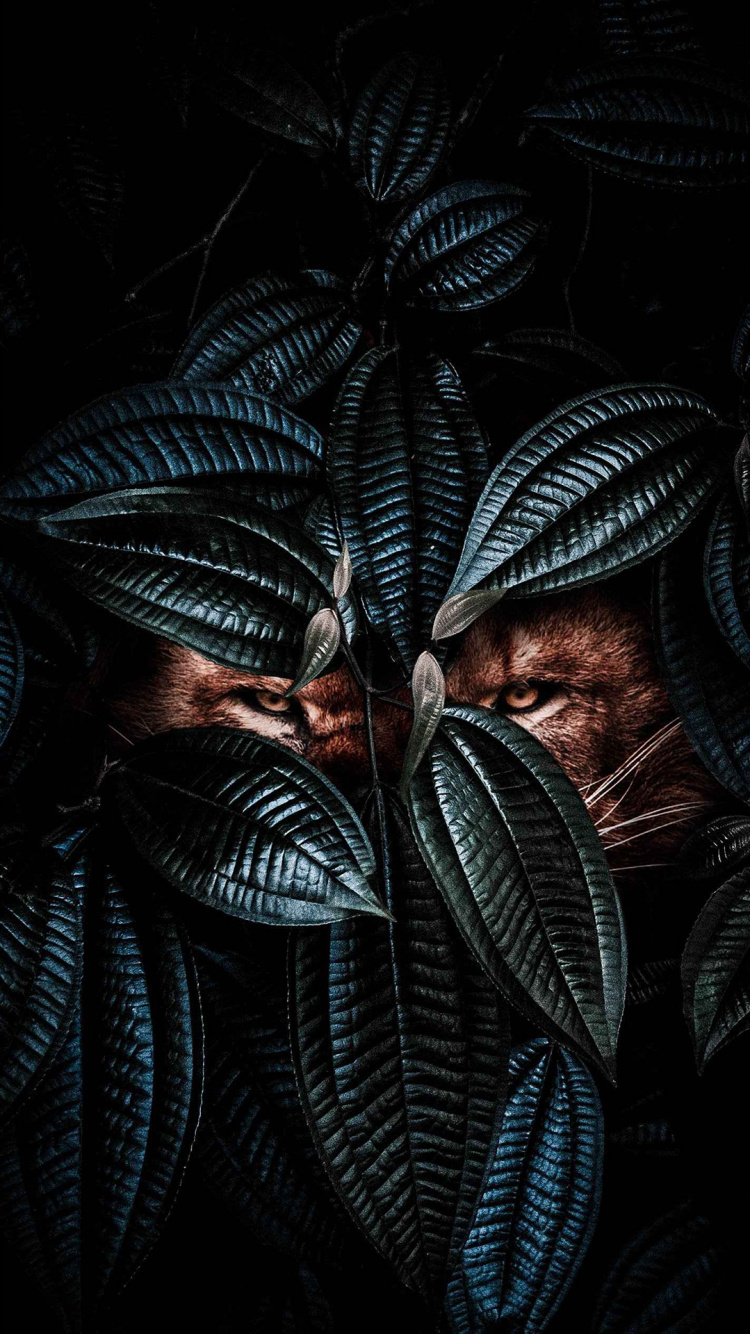 Lion Eyes, Pattern, Terrestrial Plant, Darkness, Symmetry. Wallpaper in 750x1334 Resolution