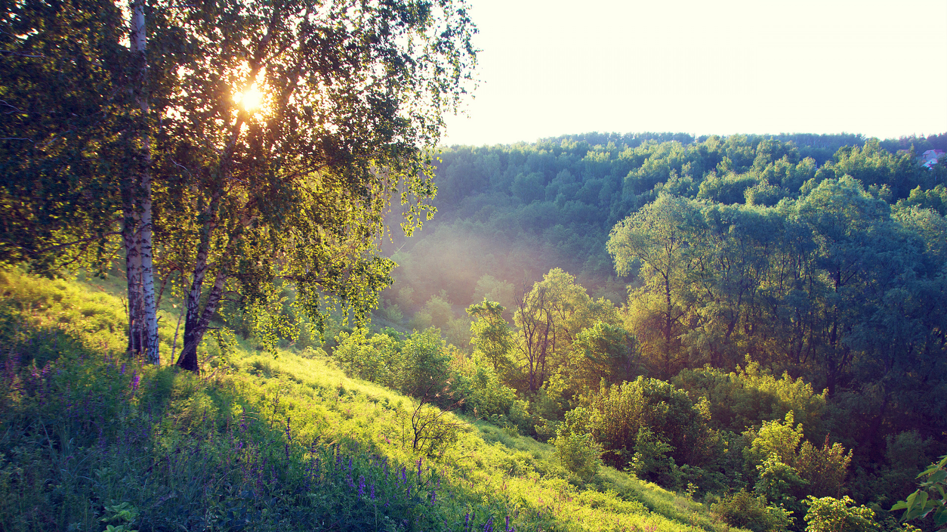 Green Grass Field and Trees During Daytime. Wallpaper in 1920x1080 Resolution