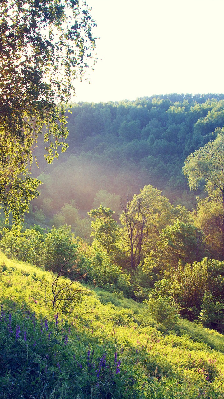 Green Grass Field and Trees During Daytime. Wallpaper in 720x1280 Resolution
