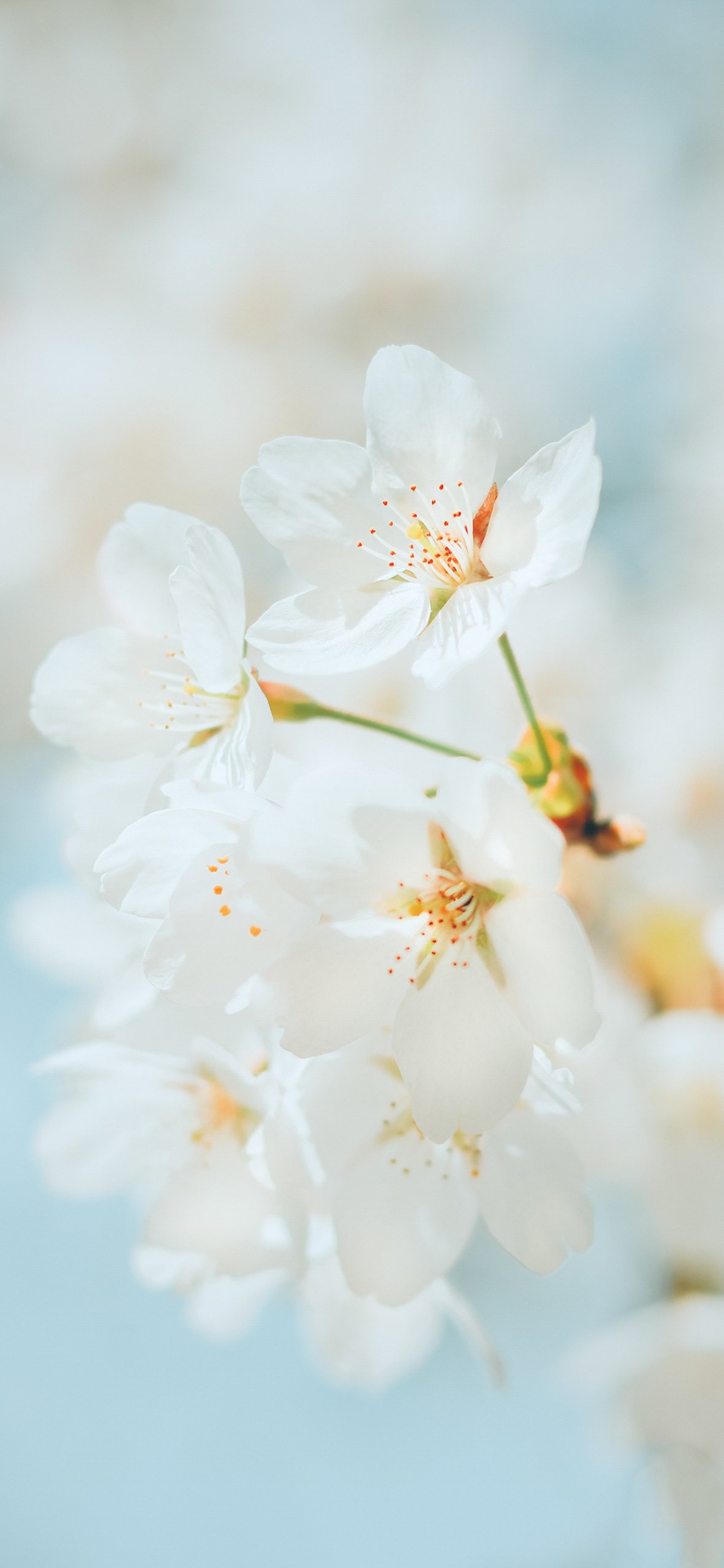 Cerisier, Pétale, Rameau, la Floraison de la Plante, Fermer. Wallpaper in 1125x2436 Resolution