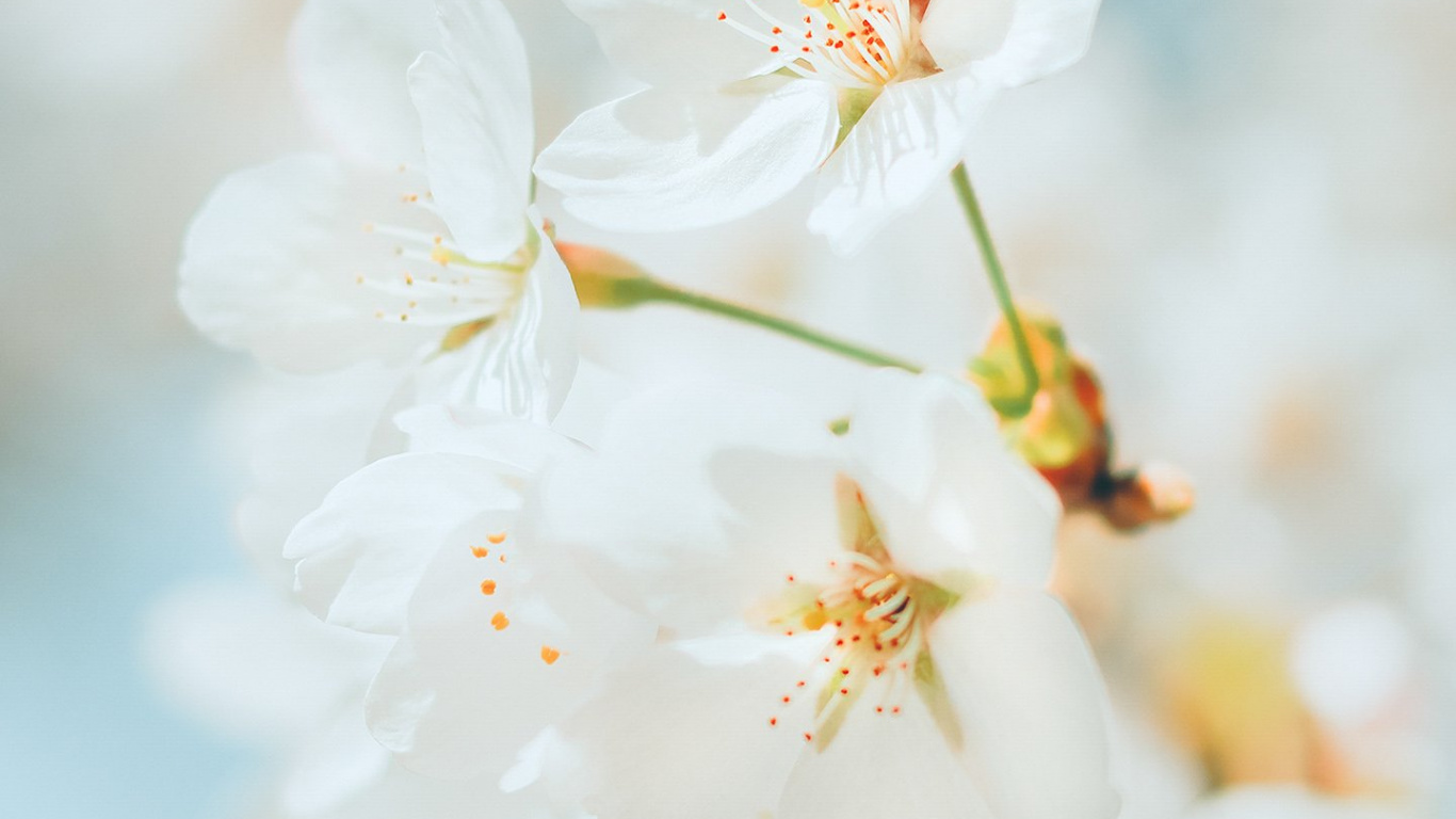 樱花, 树枝, 开花, 显花植物, 关闭了 壁纸 1366x768 允许