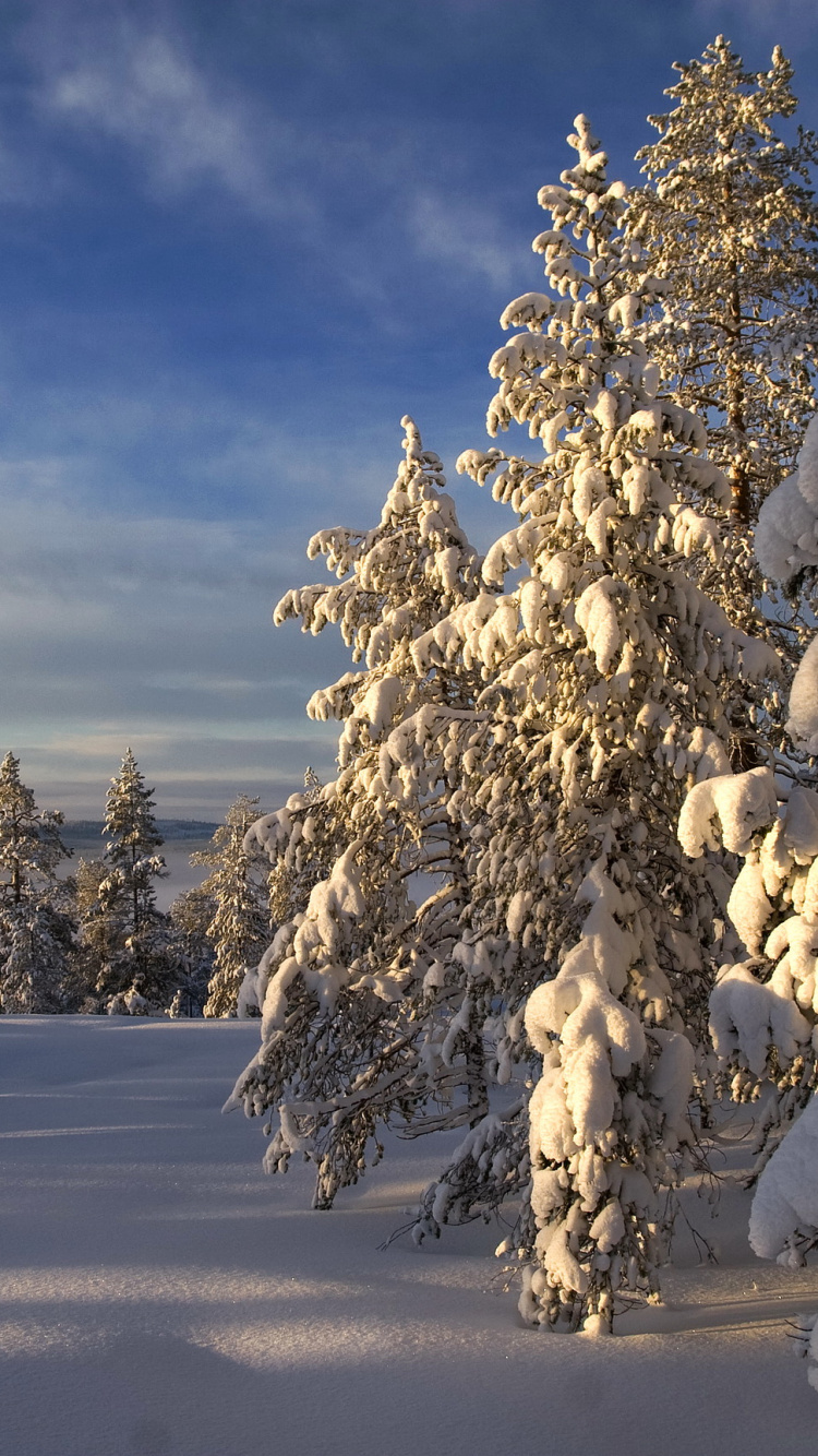 Arbres Couverts de Neige Sous Ciel Bleu Pendant la Journée. Wallpaper in 750x1334 Resolution