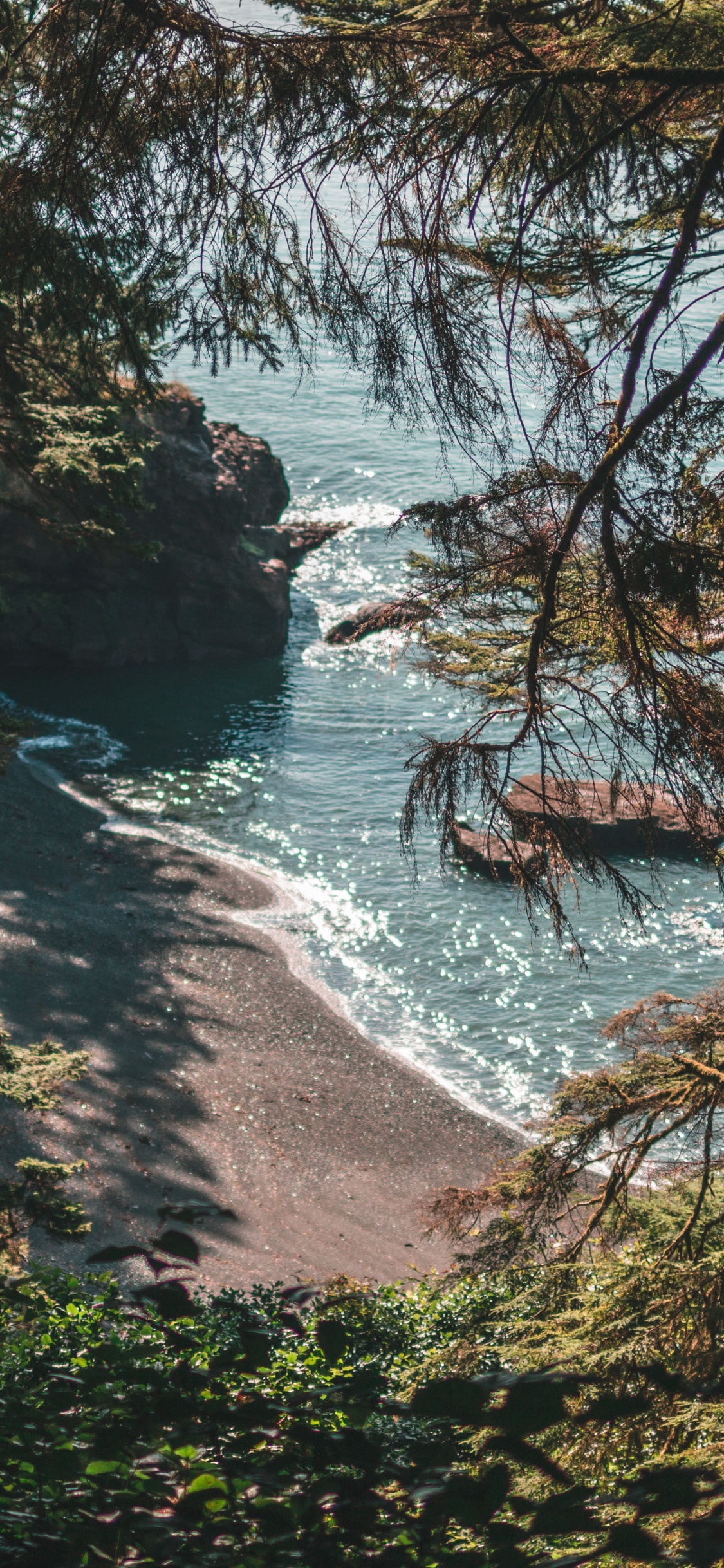 Forest, Nature, Natural Landscape, Water, Natural Environment. Wallpaper in 1125x2436 Resolution