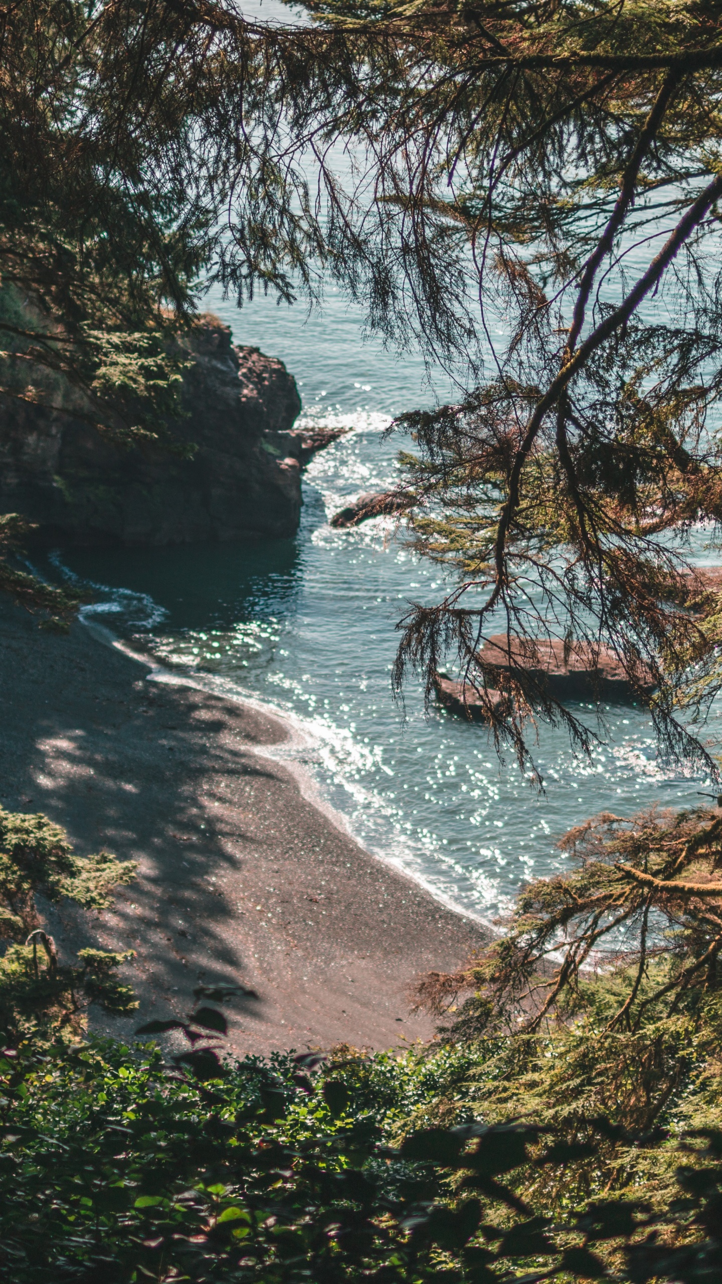 Forest, Nature, Natural Landscape, Water, Natural Environment. Wallpaper in 1440x2560 Resolution