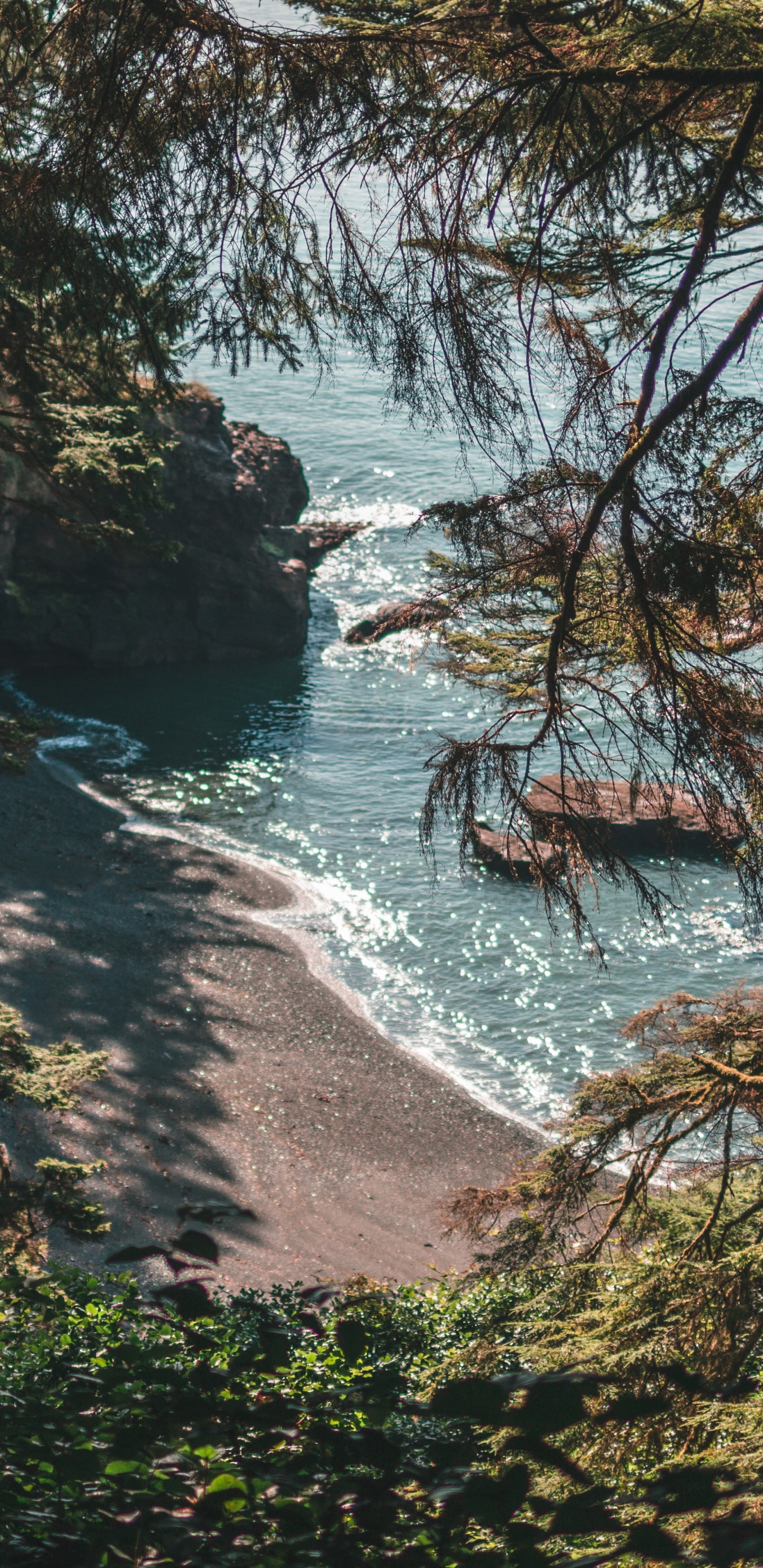 Forest, Nature, Natural Landscape, Water, Natural Environment. Wallpaper in 1440x2960 Resolution