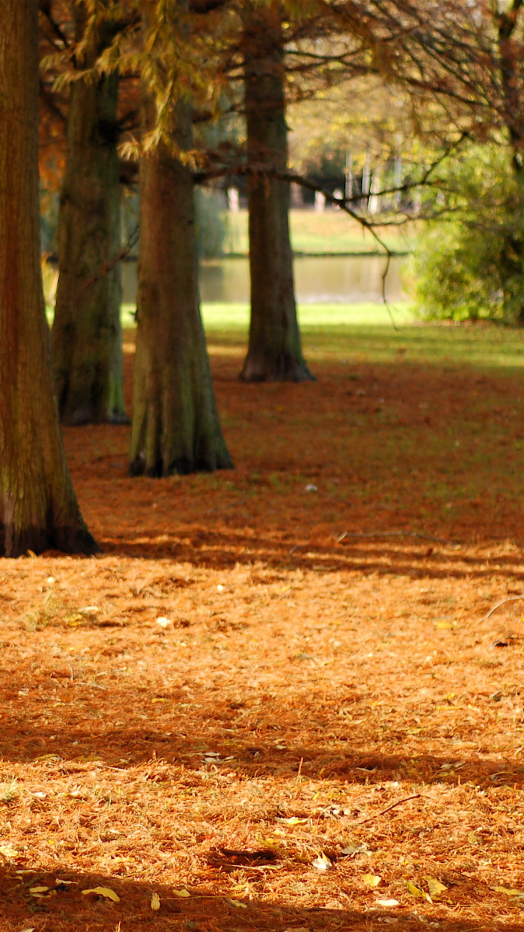 Brown Tree Trunk on Brown Ground During Daytime. Wallpaper in 750x1334 Resolution