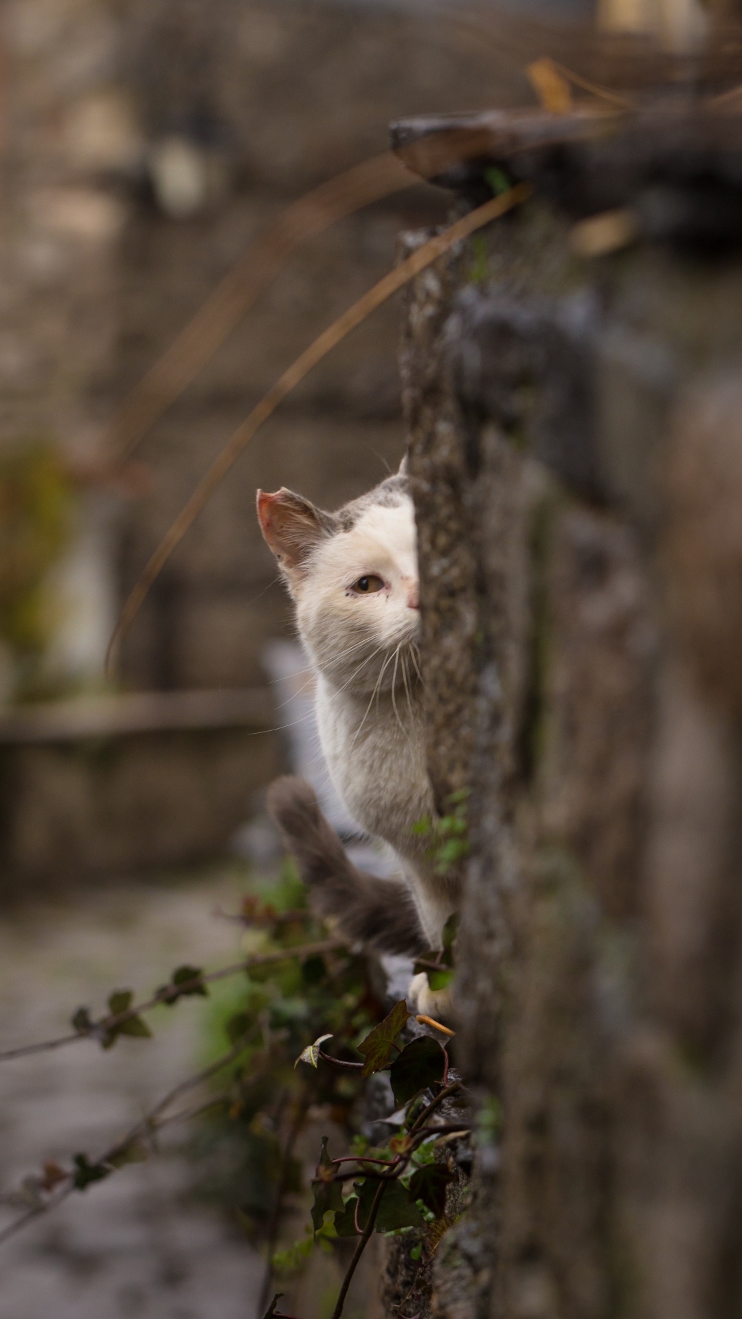 White Cat on Gray Concrete Floor. Wallpaper in 1080x1920 Resolution