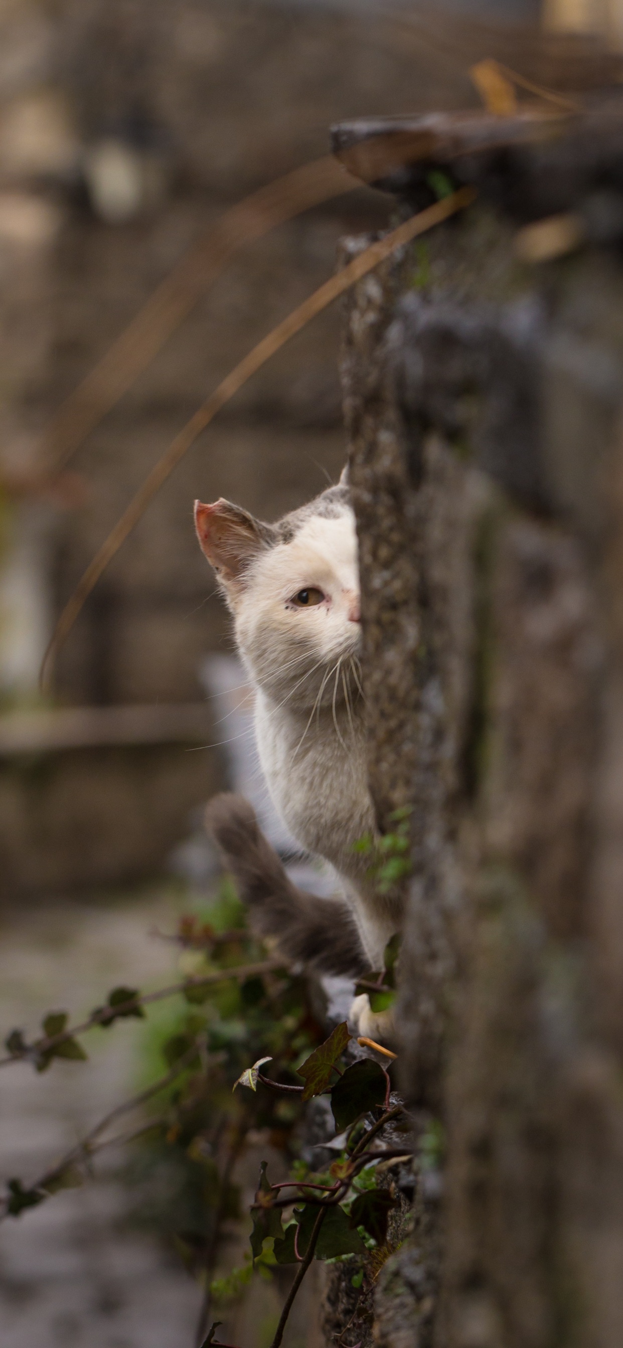 White Cat on Gray Concrete Floor. Wallpaper in 1242x2688 Resolution
