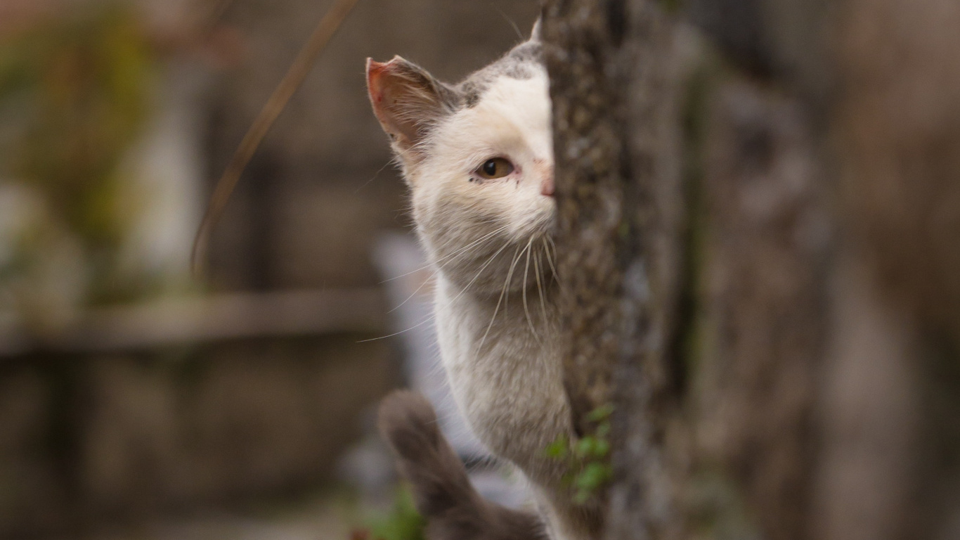 Chat Blanc Sur Sol en Béton Gris. Wallpaper in 1366x768 Resolution