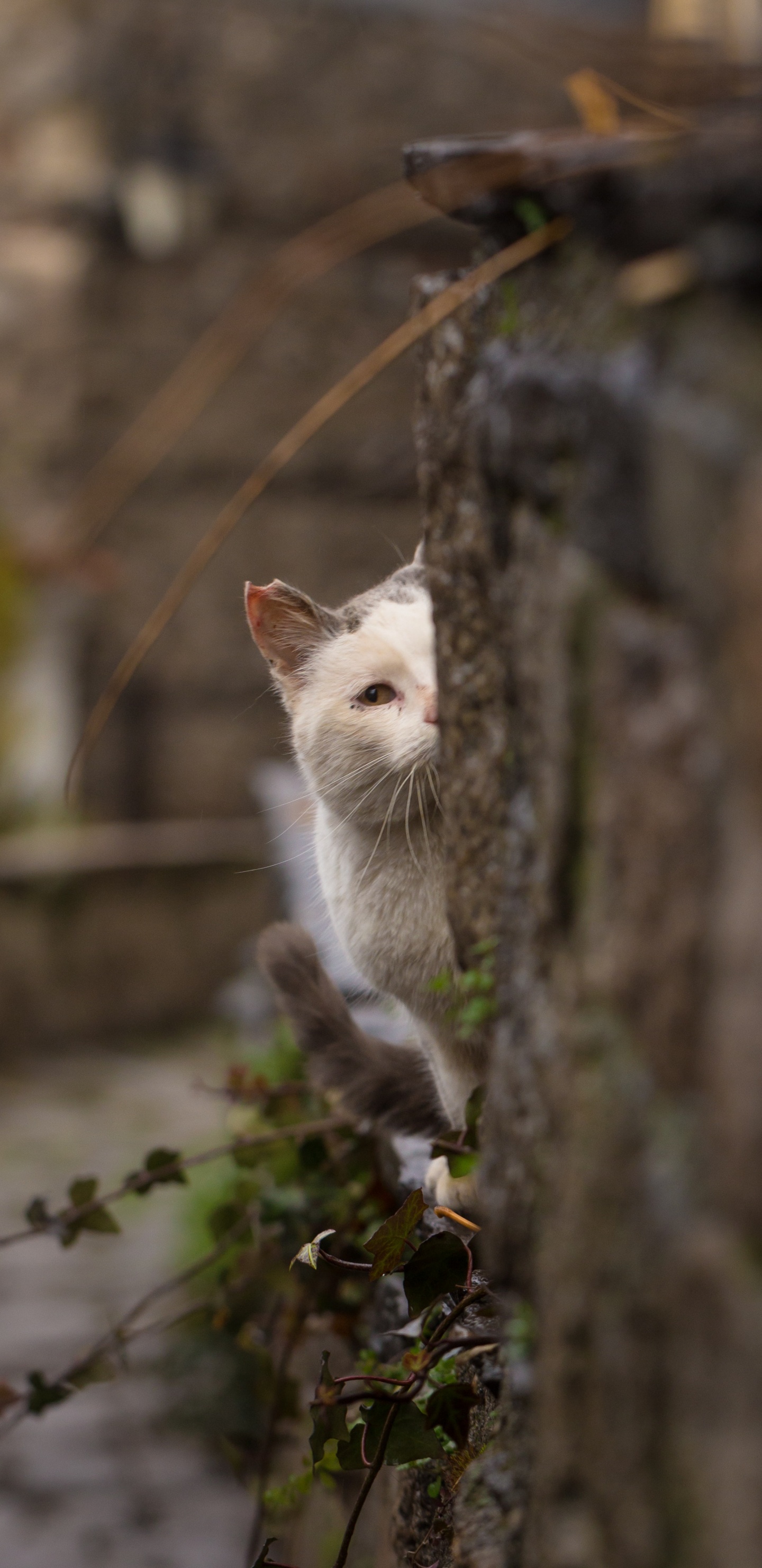 Gato Blanco Sobre Piso de Concreto Gris. Wallpaper in 1440x2960 Resolution