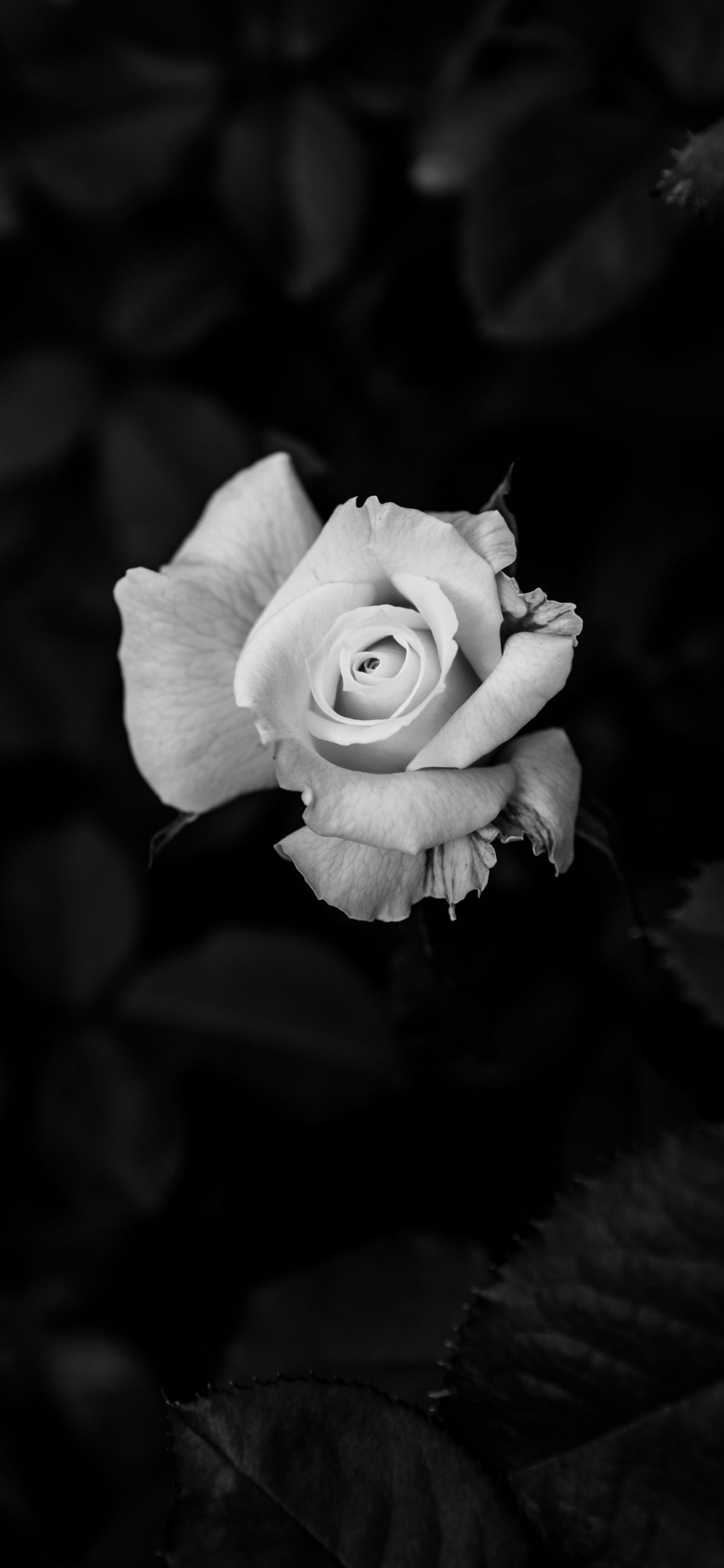 Rose, Tablet, Blütenblatt, Hybrid Tea Rose, Garten Rosen. Wallpaper in 1242x2688 Resolution