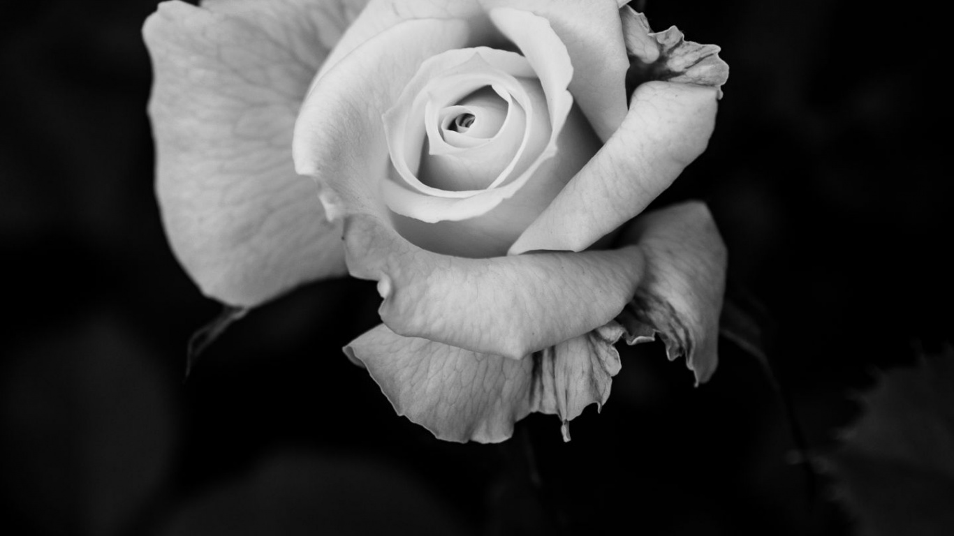 Rose, Tablet, Flower, Plant, Petal. Wallpaper in 1366x768 Resolution